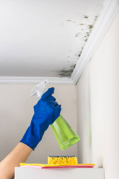 DIY Mold Remediation Support Services